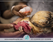 بیماری نیوکاسل و درمان آن